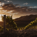 colline del prosecco