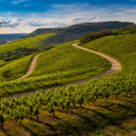 colline del prosecco