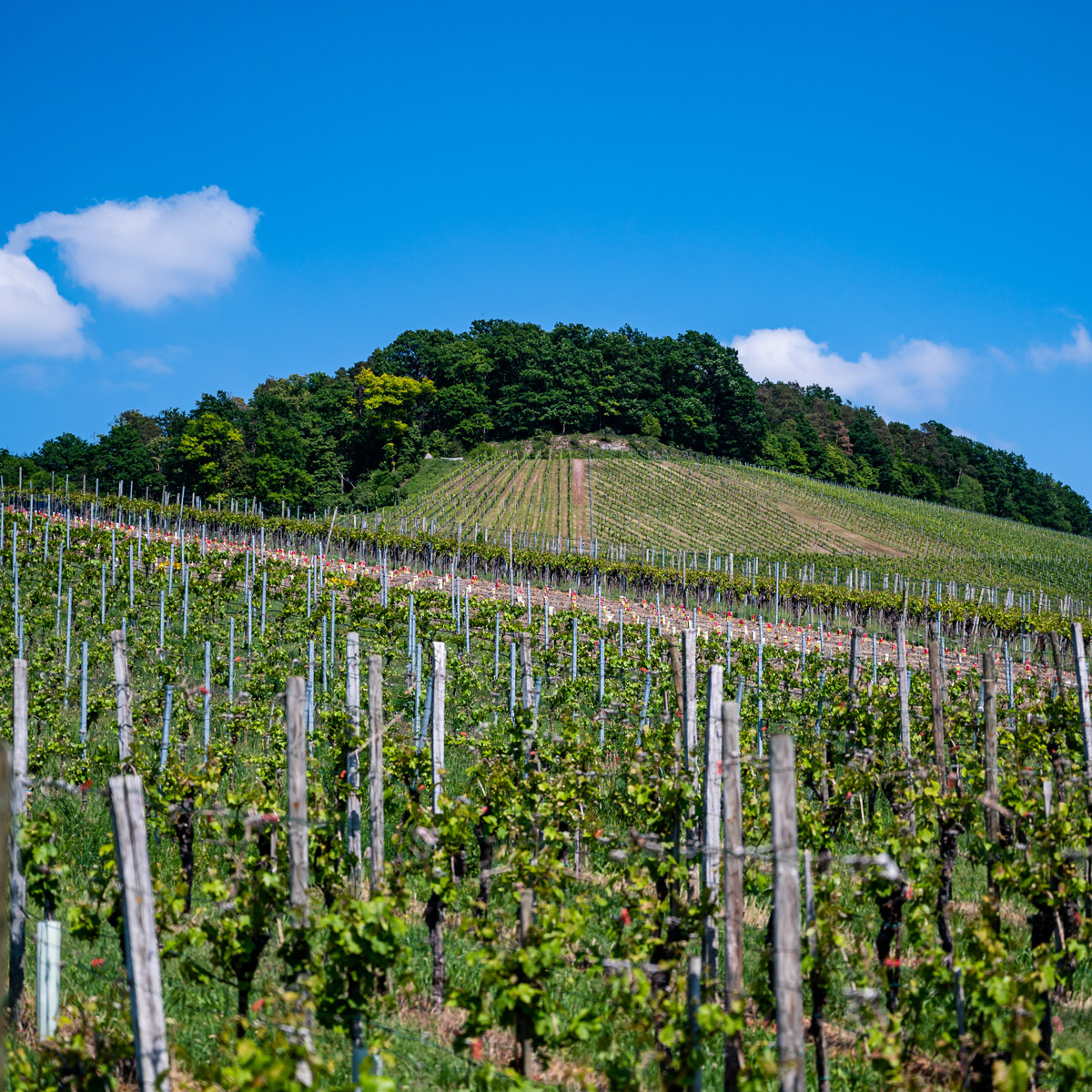 colline del prosecco