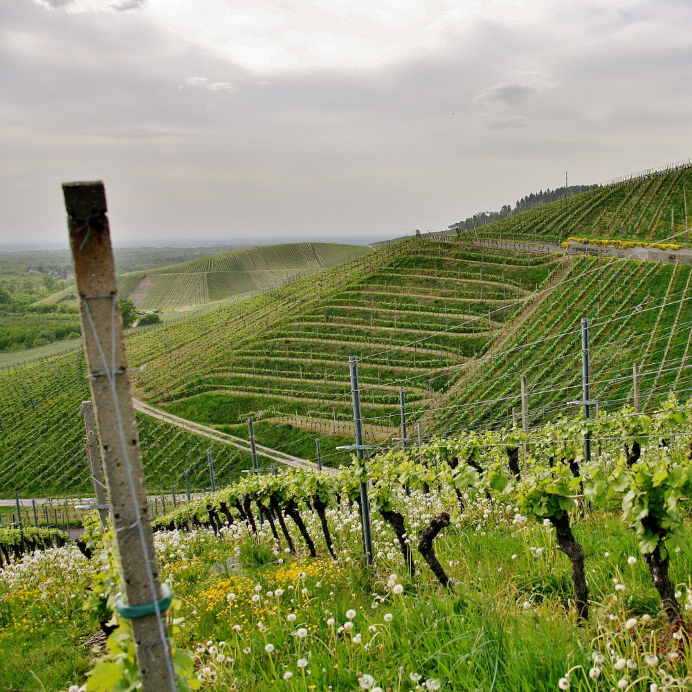 colline del prosecco